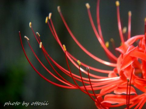 曼珠沙華