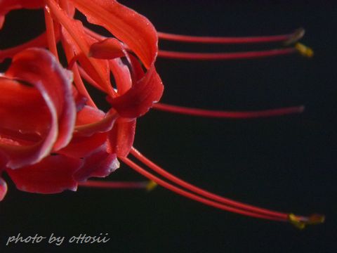 曼珠沙華
