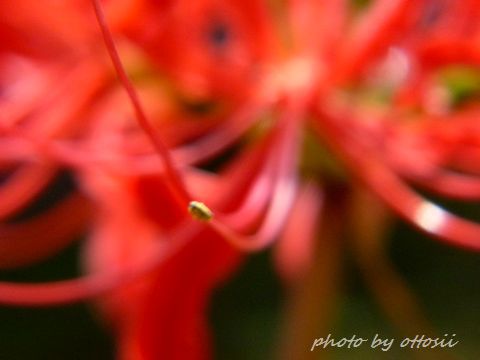 曼珠沙華