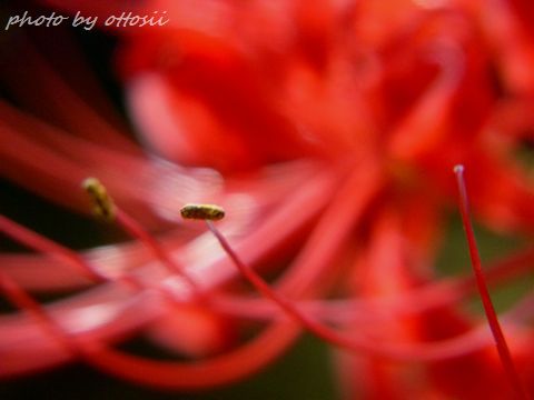 曼珠沙華