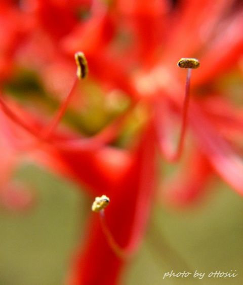 曼珠沙華