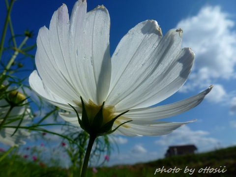 畑の花屋さん