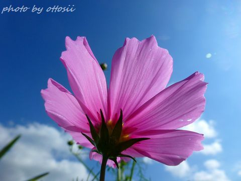 畑の花屋さん