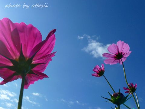 畑の花屋さん