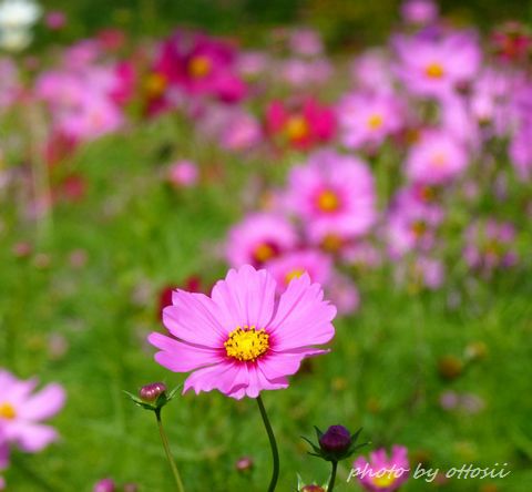 畑の花屋さん