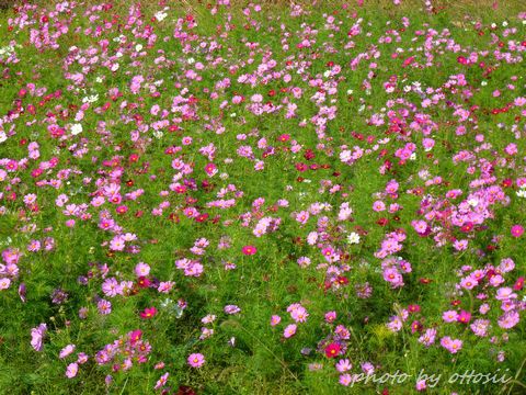 畑の花屋さん