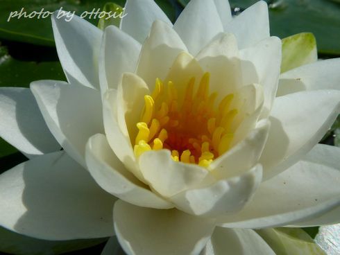 幸竹池の睡蓮