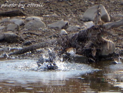 カラスの行水