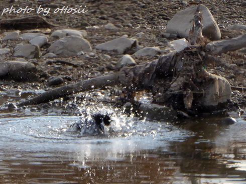 カラスの行水