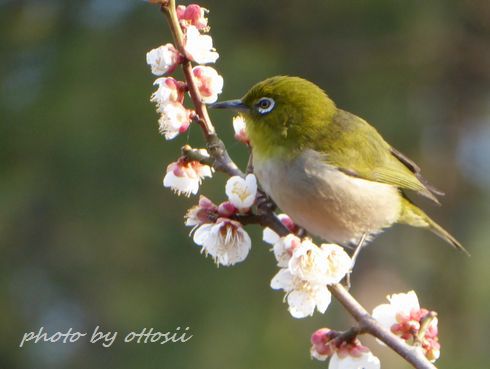 日岡公園のメジロ　２