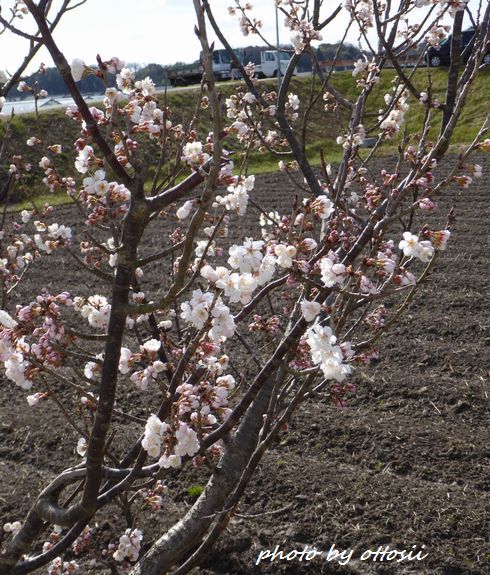 桜咲く