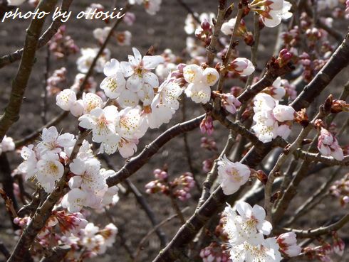 桜咲く