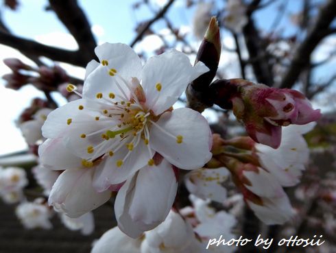 桜咲く