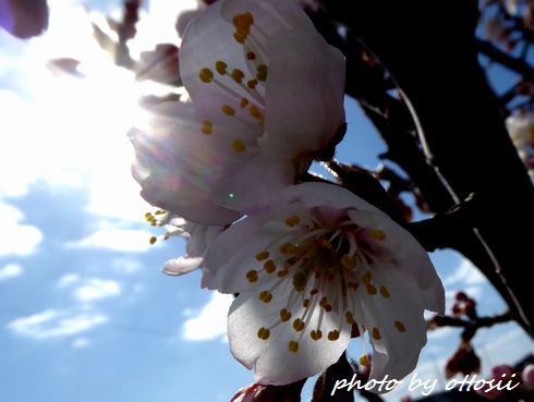 桜咲く