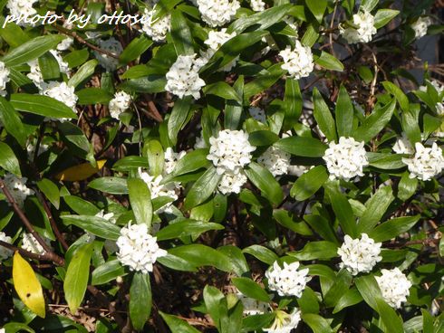 沈丁花（ジンチョウゲ）