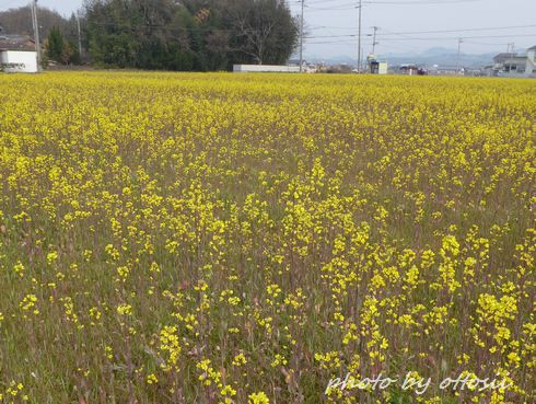 黄色の主張