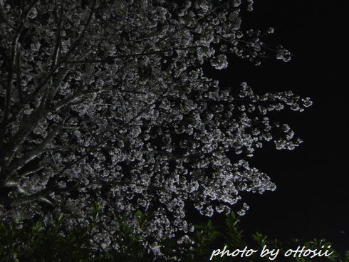 夜桜撮影会（単独行）