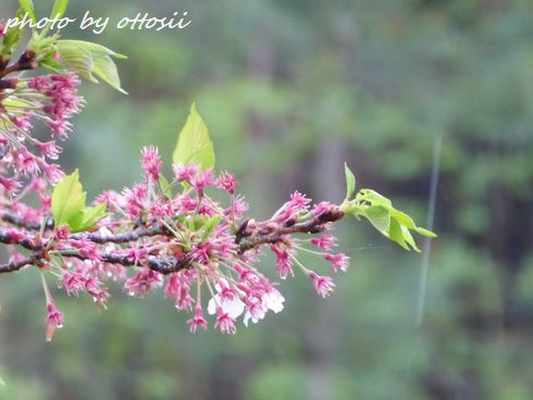 桜に無常の雨