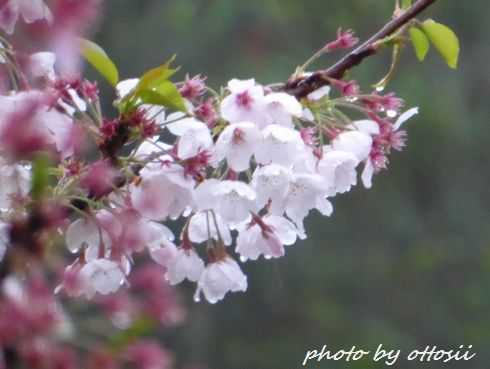 桜に無常の雨