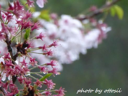 桜に無常の雨