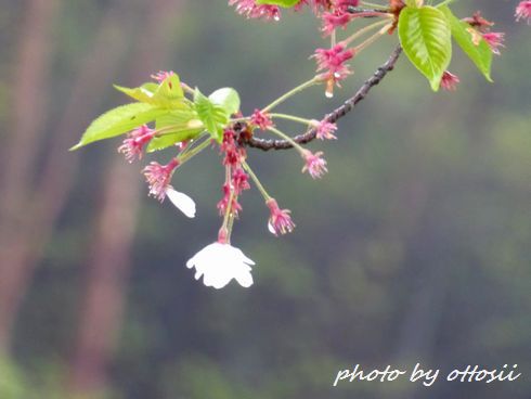 桜に無常の雨