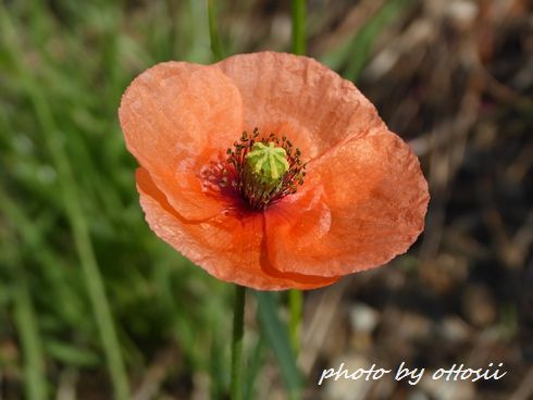 Coquelicot