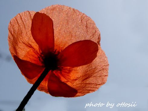 Coquelicot