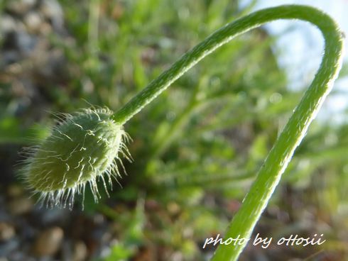Coquelicot