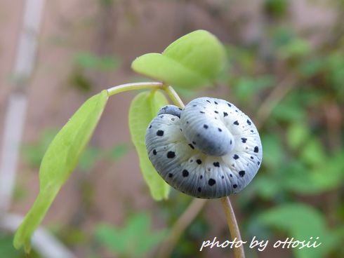 水玉模様のかたつむり？