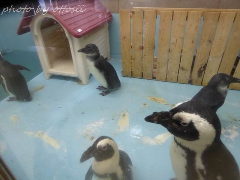 ペンギンのいる喫茶店