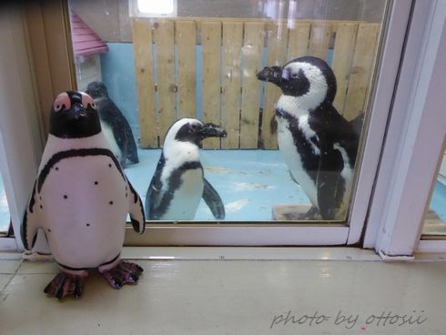 ペンギンのいる喫茶店