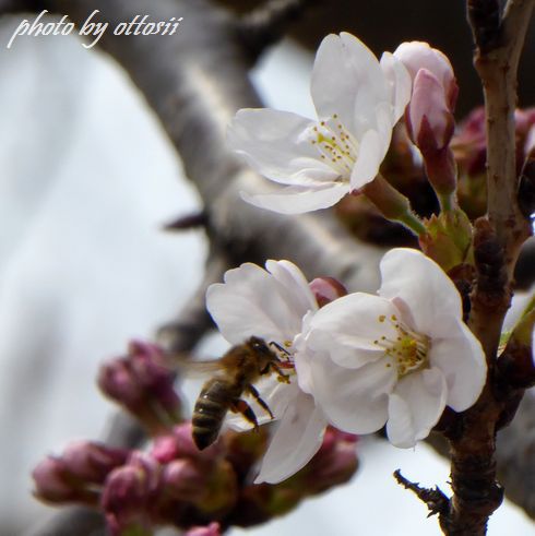桜　三分咲き