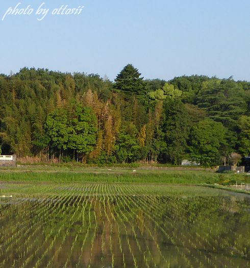 田植えがはじまりました