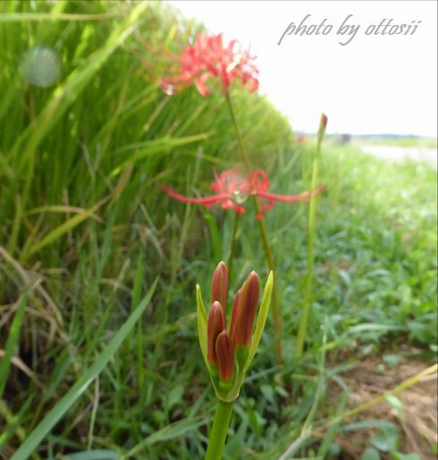 曼殊沙華