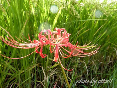 曼殊沙華