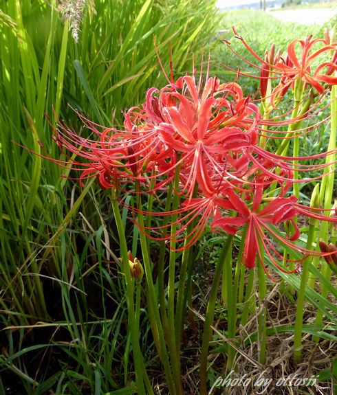 曼殊沙華