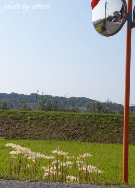 競う