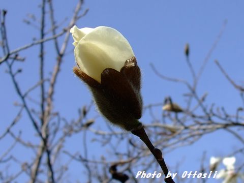 辛夷・馬酔木・満作
