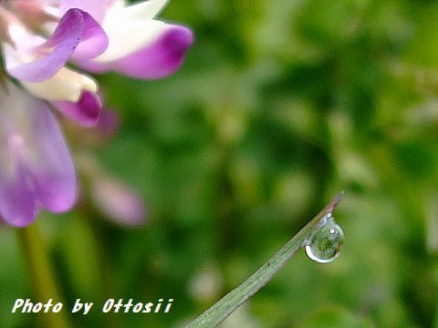 野の華　レンゲソウ