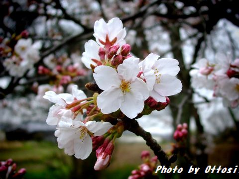 土曜日は桜・酒・桜・酒…合間に写真