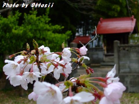 土曜日は桜・酒・桜・酒…合間に写真