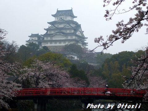 土曜日は桜・酒・桜・酒…合間に写真