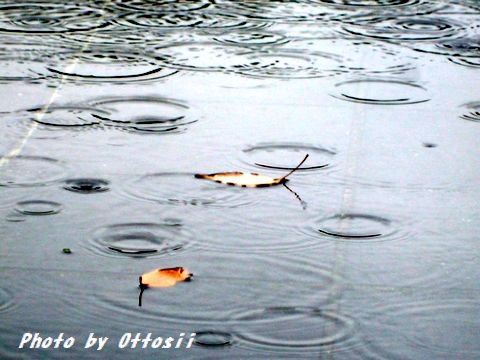 土曜日は桜・酒・桜・酒…合間に写真