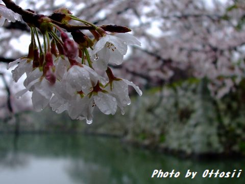 土曜日は桜・酒・桜・酒…合間に写真
