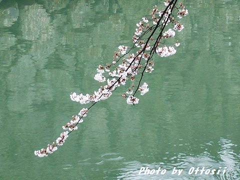土曜日は桜・酒・桜・酒…合間に写真