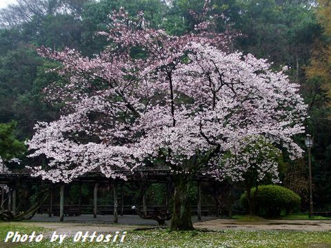 土曜日は桜・酒・桜・酒…合間に写真