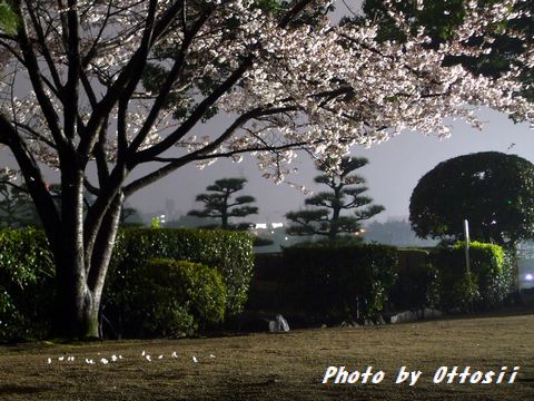 土曜日は桜・酒・桜・酒…合間に写真