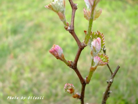 花と見まごう