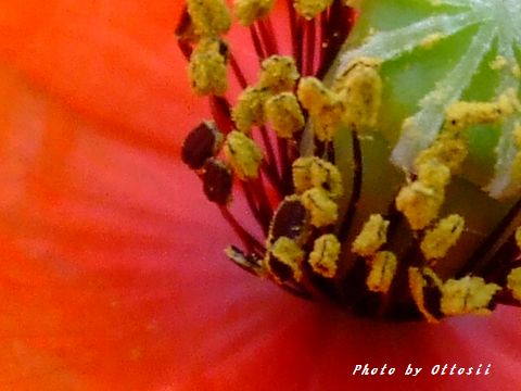 虞美人の花