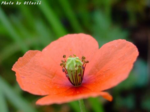 虞美人の花